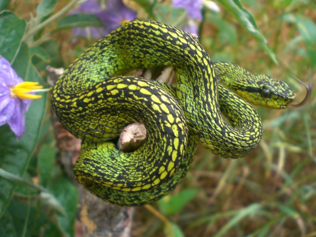 Female nigroviridis.jpg [70 Kb]
